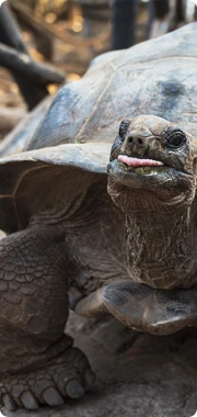 Старый сухопутный гигантский черепаха на острове Prison Island в Танзании. 